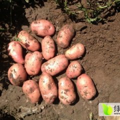 多伦诺尔彭涛3月夏波蒂土豆