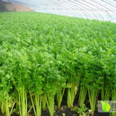 2014铜山芹菜今年价格有看点