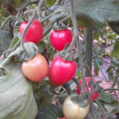 莘县圣女果绿色无公害,洪盟毕洪盟诚信合作