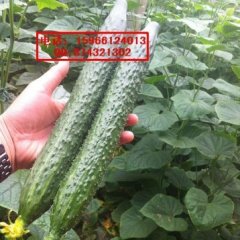山东寿光津绿21-10黄瓜种子著名品种