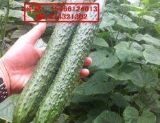 山东寿光津绿21-10黄瓜种子著名品种