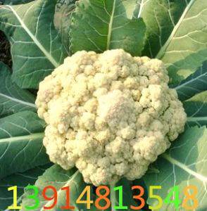 2015年江苏沛县白面青梗松花菜价格