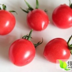 圆粉圣女果的顶级品种蜜桃