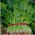 2016年山东金乡大叶菠菜价格