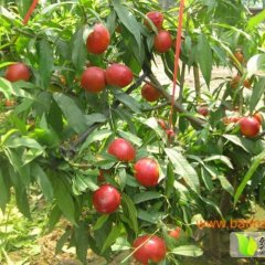 冠县--鲁西规模最大的油桃产销基地