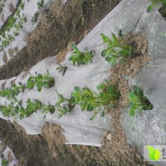 湖南龙山马儿科1号土豆火爆招商中