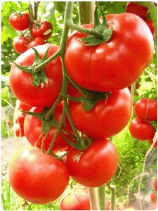 齐大力大红西红柿，色泽艳红