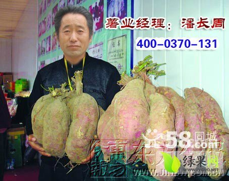 2015年河南民权苏8商薯19价格