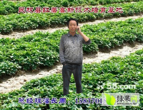 2015年河南民权商丘商薯19价格