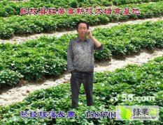 2015民权红薯种苗价格波动不大