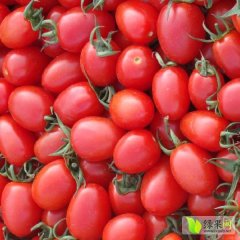 2015莘县圣女果走过路过不要错过