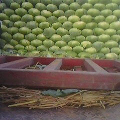 2015新野N--35甘蓝畅销全国