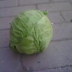 2015新野荷兰美球甘蓝大量上市