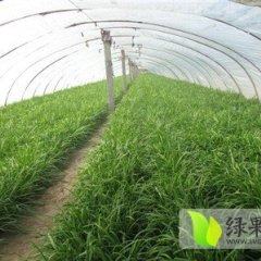 东昌府玉丰李合增12月 富生韭菜