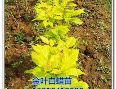 惠民开发李灵宝3月金叶白蜡绿化苗木