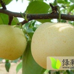 砀山水果高康6月皇冠梨