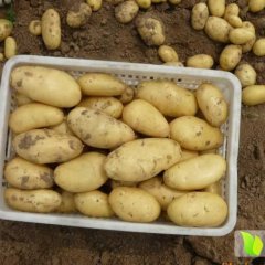 中国马铃薯之乡 滕州大坞土豆