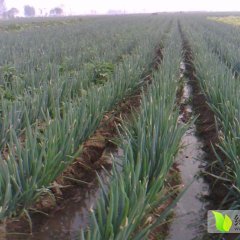 山东省滕州市赵勇蔬菜合作社