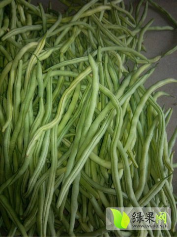 2015年山东茌平四季豆价格