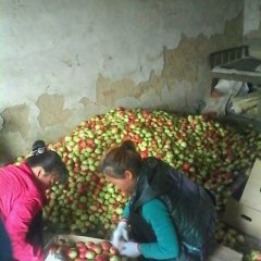 冠县油桃口感爽口东古么君达诚信合作