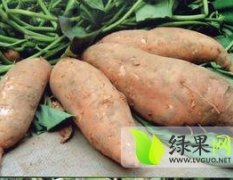 肥城桃园刘梅销售431春红薯，红薯苗及红薯种子