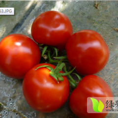 2015民勤西红柿抓住商机无限