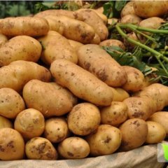 泗水土豆 我们是地地道道的庄稼人