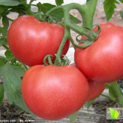 2015辽中西红柿价格波动不大