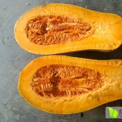 云南景洪金韩密本南瓜火爆招商中