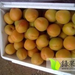 大荔陆地杏子5月份开始上市