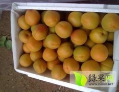 大荔陆地杏子5月份开始上市