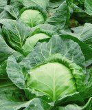 2014年江苏沛县8398甘蓝价格