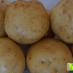 黑龙江讷河，铁头，南瓜代办13614613225