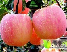大荔县道香红富士苹果出售
