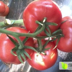 宁城大城苏志国2月硬粉西红柿