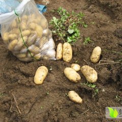 香格里拉土豆（荷兰七号）4月20中旬开始上市