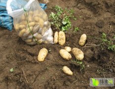 香格里拉土豆（荷兰七号）4月20中旬开始上市