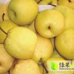 大荔范家严强9月酥梨