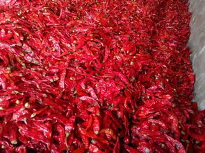 河大辣椒 先进的加工技艺