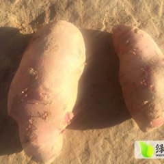 请薯9号、晋薯16号、2191（大白花）