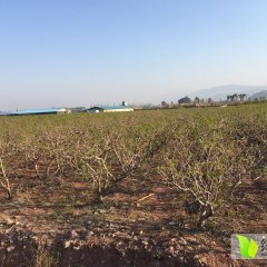 四川省西昌市万亩油桃4月上市