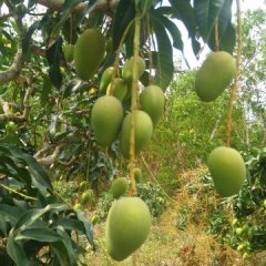 海南乐东本人有台农十五万斤，马上上市