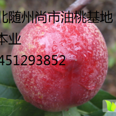湖北曾都曙光油桃价格适宜