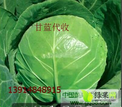 2015年江苏沛县8398甘蓝价格
