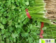 河北 永年农产品批发市场 王现祥蔬菜购销公司