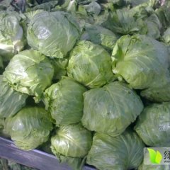 成武甘蓝颜色深绿或翠绿 还有早春白菜
