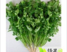 金乡香菜品质好价格适中