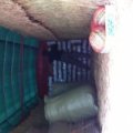 东台弶港郭磊8424西瓜.玉姑.早春红玉.特小凤