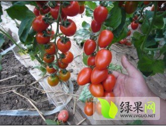 2015年山东莘县千禧 贝贝价格