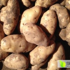 喀喇沁旗王爷朱晓辉1月克新一号土豆